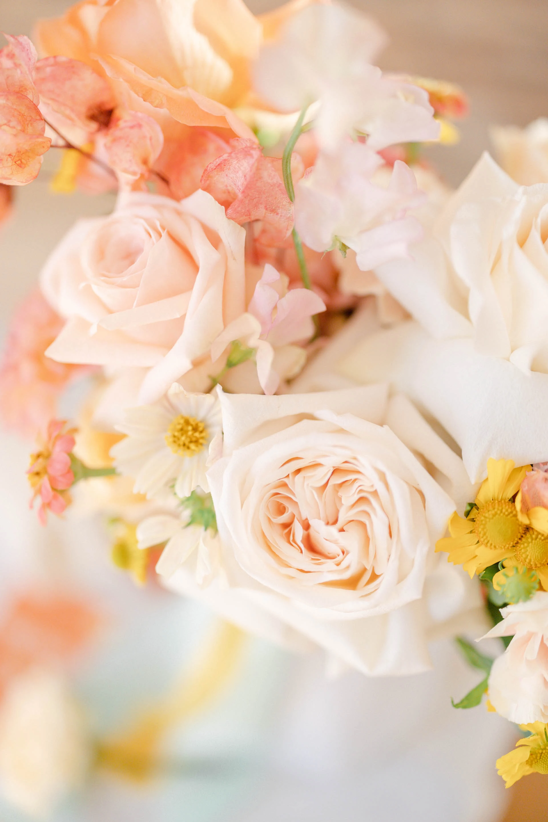 fleur pétale jaune rose orange